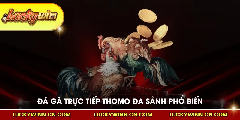 Đá gà trực tiếp Thomo đa sảnh phổ biến